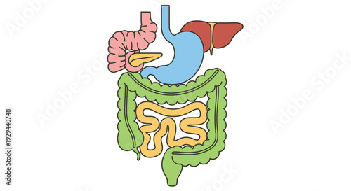 Human Digestive System Anatomy Diagram Illustration.
