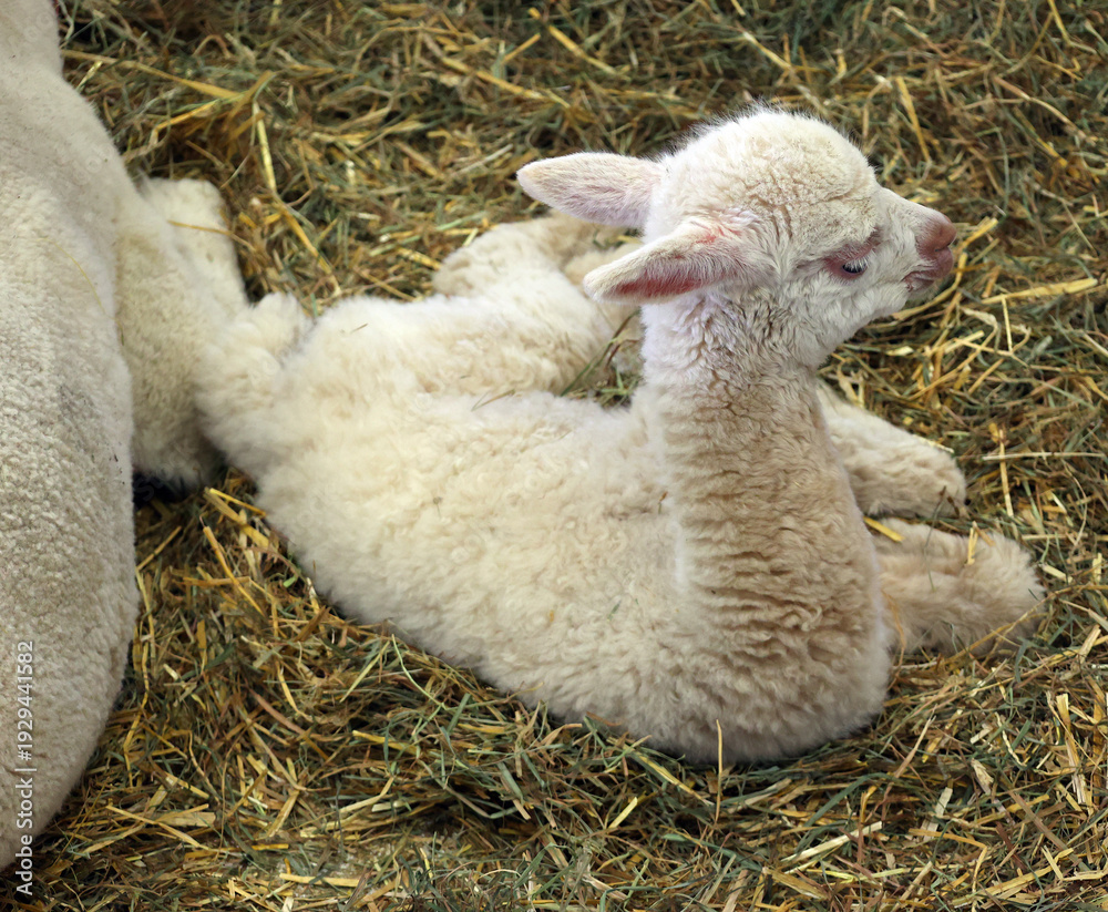 Fototapeta premium Alpaca is a domesticated species of South American camelid. It resembles a small llama in appearance.Alpacas are kept in herds that graze on the level heights of the Andes of southern Peru