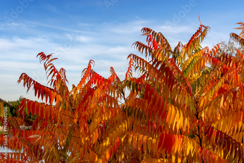 trees with orange leaves in autumn against a clear blue sky