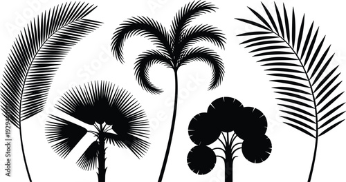 Tropical palm tree and leaf silhouette vector set, exotic botanical foliage collection for summer beach jungle design illustration