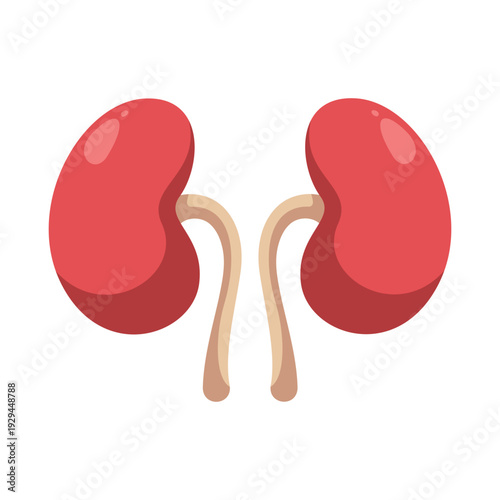 Pair of human kidneys anatomy illustration, renal organ vector icon, medical biology educational graphic, urinary system design.