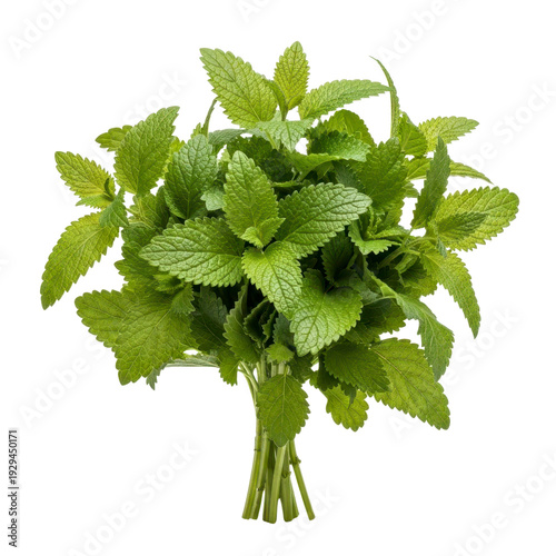 Fresh lemon balm leaves bunch isolated on white