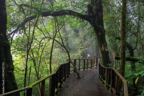 Wooden boardwalk winding through lush foggy forest in thailand