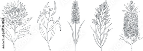 Detailed botanical line drawings of diverse plant species with intricate leaves, stems, and flowers, perfect for scientific illustration, botanical studies, and artistic reference material.
