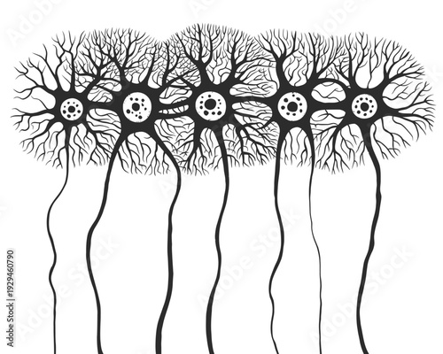 Detailed illustration of multiple neurons with dendrites and axons on white background