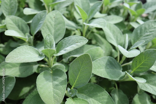 Sage - Salvia officinalis - perennial subshrub with gray-green, hairy leaves