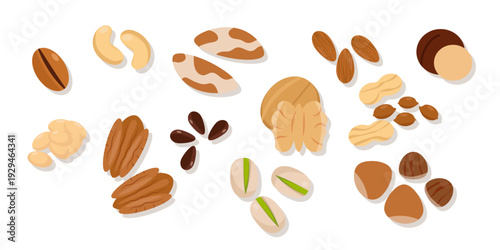 Assorted nuts vector on white background