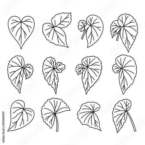 Collection of various leaf shapes 1.