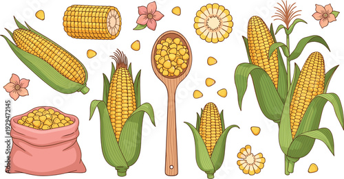 Corn Harvest Collection with Maize Cobs Kernels Sack and Wooden Spoon Botanical Flat Vector Illustration Set