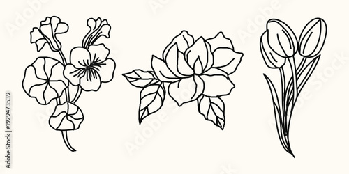 Black and white line drawing of three flowers possibly tulips lilies and azaleas in bloom, Hand drawn camellia flower illustration