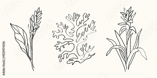 Black and white illustration of three different types of seaweed or aquatic plants, Hand drawn illustration