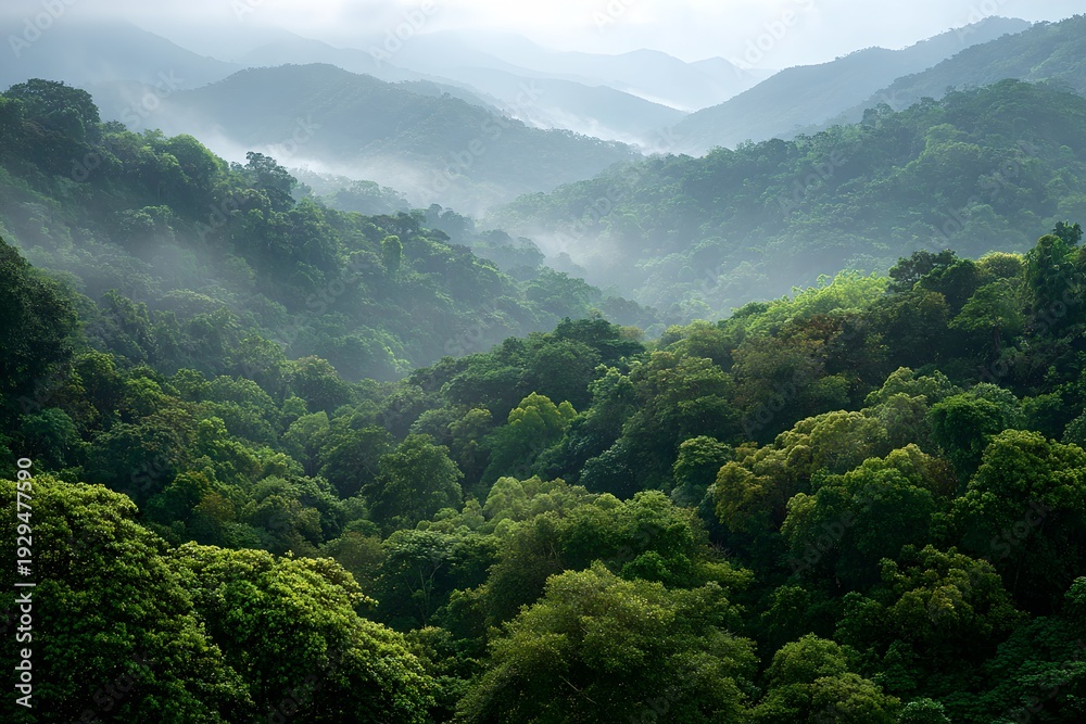 Fototapeta premium Mist-covered mountain landscape with dense green vegetation, trees, and rolling hills creating a tranquil, beautiful nature scene.
