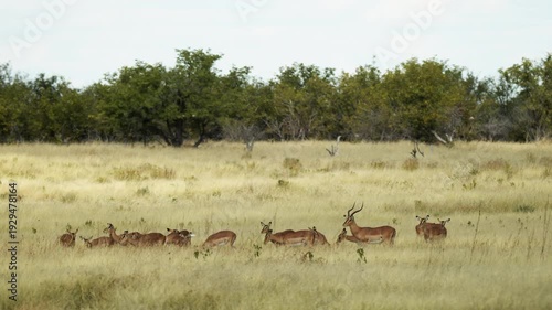 Impala herd breeding in savannah, Namibia. Springbok Antelopes in Savannah During Sunny Day At Central Kalahari Game Reserve In Botswana. Wild mammal animals of Africa concept. Safari tourism