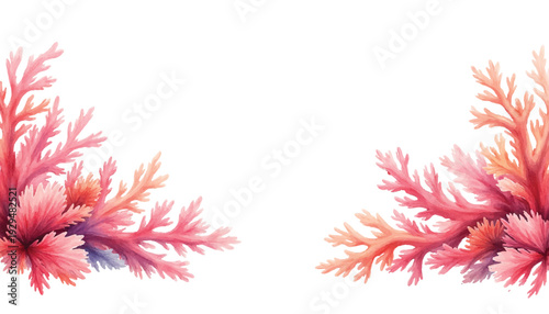 Vibrant pink coral branches on white background.