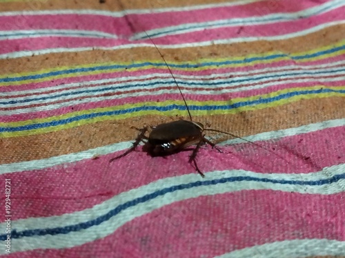 Cockroaches that come to bed at night, disgusting theme.