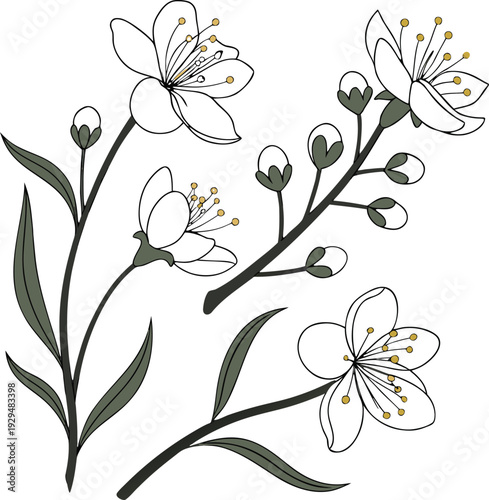 Monthly Floral Botanical Set Isolated Illustration