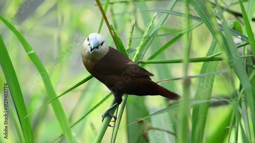 White Headed Munia - Little bird eat seeds. Close up detail of white headed munia in the filed