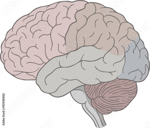 Detailed Anatomical Illustration of the Human Brain, Highlighting Various Lobes and Structures in a Scientific Diagram for Education and Medical Contexts
