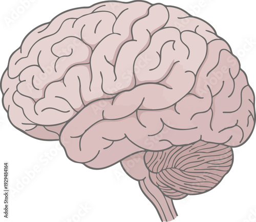 Illustration of the human brain, showcasing its intricate structure and complex functions, a symbol of intelligence and cognition