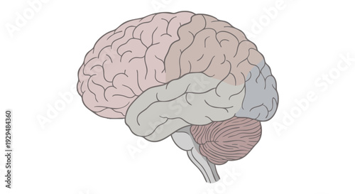 Detailed anatomical illustration of the human brain from a lateral perspective, showcasing its complex lobes and regions, symbolizing intellect, memory, and advanced cognitive functions