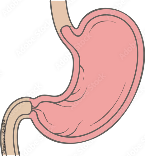 Detailed anatomical illustration of a human stomach, depicting its structure and digestive system components for medical education and health-related content