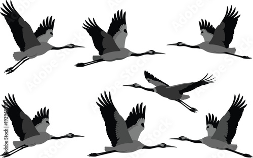 Flying cranes vector illustration, bird silhouette artwork, elegant avian design, wildlife flight symbol, nature graphic decoration, migratory bird concept, artistic animal drawing.