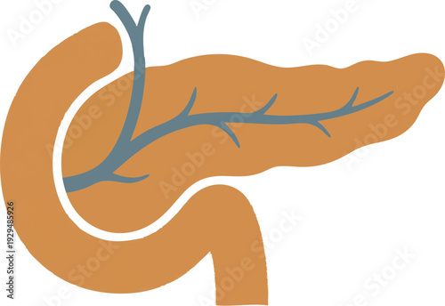 Stylized illustration depicting the human pancreas, a vital organ crucial for both the digestive and endocrine systems, presented with a clean, educational graphic design