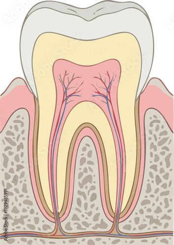 Detailed Anatomical Cross-Section of a Healthy Human Molar Tooth, Illustrating Internal Layers, Nerves, and Blood Vessels for Educational Dentistry and Oral Health