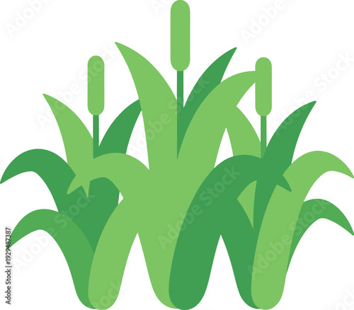 Cattails grow in a cluster with long green leaves on a white isolated background