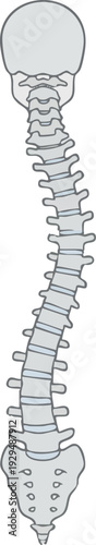 Illustration of the human spine showing a moderate S-shaped curvature, indicative of scoliosis, with detailed vertebral segments