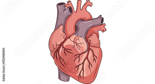 Detailed anatomical illustration of a healthy human heart, showcasing the vital organ's complex structure with arteries, veins, and chambers for medical, biological, and educational content