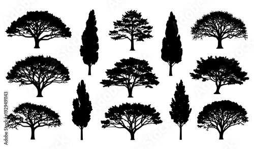 Artistic Sycamore Tree Silhouette Bundle Isolated Minimal Forest Landscape Vector Set