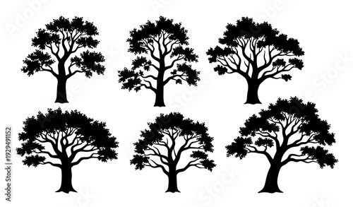 Majestic Sycamore Tree Silhouettes Vertical Forest Elements Isolated on White Background