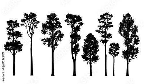 Elegant Sycamore Tree Silhouette Collection Isolated on White Background for Forest Landscape Design