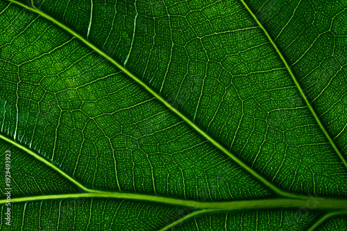 eco texture of green leaf w...