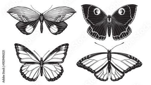 Set of 4 butterflies. Hand drawn illustration of a famous and popular flying insect. Wood cut looking contrast black and white engraving with moths and sail and monarch species