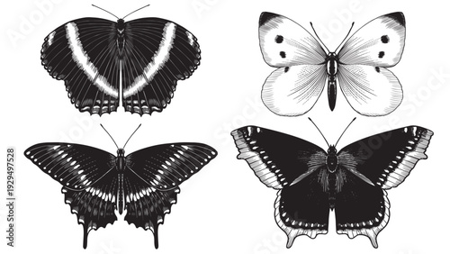 Set of 4 butterflies. Hand drawn illustration of a famous and popular flying insect. Wood cut looking contrast black and white engraving with moths swallowtail and cabbage species