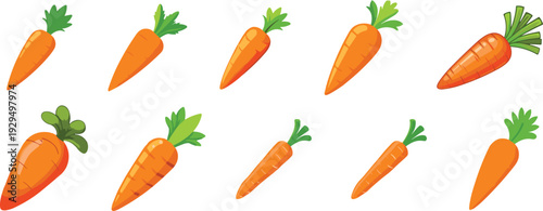 Carrot collection vector set. Fresh orange carrots in different angles and styles. Organic root vegetable illustration isolated on white background.