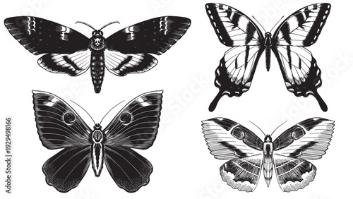 Set of 4 butterflies. Hand drawn illustration of a famous and popular flying insect. Wood cut looking contrast black and white engraving with moths. Death head and sail and monarch species