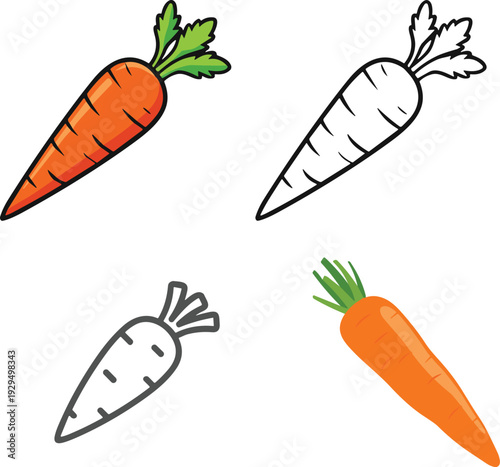 Carrot color variation vector set. Orange and white root vegetable illustrations in flat and sketch style. Fresh organic food isolated on white background.