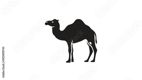 Silhouette of Desert Camel Standing, Isolated White Background