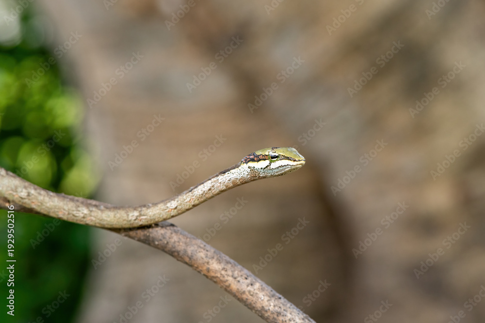 Obraz premium Close-up of a beautiful southern vine snake (Thelotornis capensis), also known as a twig snake, or bird snake. A highly venomous snake found in southern Africa