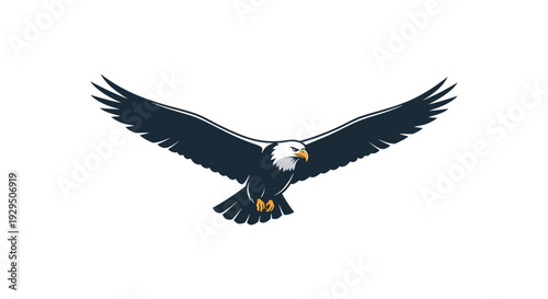 Bald Eagle Soaring with Spread Wings.