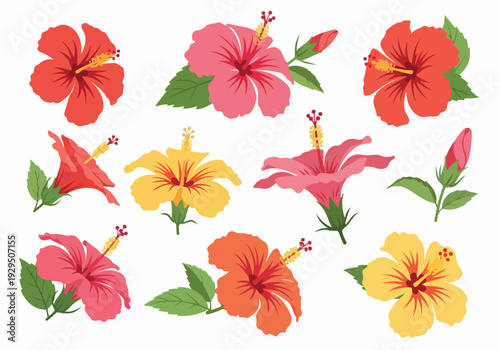 Vibrant Collection of Tropical Hibiscus Flowers in Various Colors and Stages of Bloom
