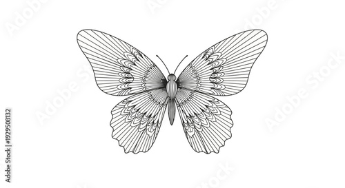 Detailed Black and White Butterfly Illustration.