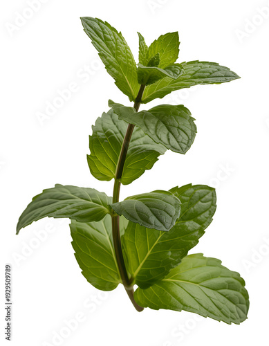 Fresh green mint leaves on a stem herb isolated on a transparent background