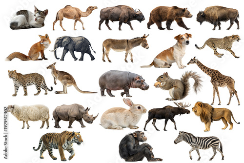 Diverse Mammal Animals Collection Isolated on White Background. High-quality studio cutouts featuring a wide range of wild, exotic, and domestic species for education, nature, zoology, and graphic des