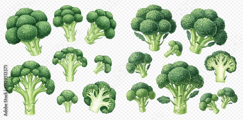 Set of fresh green broccoli florets and whole heads, healthy vegetable collection.