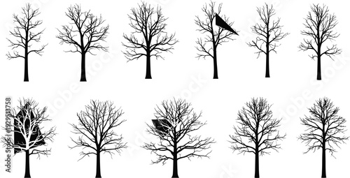 Set of Twelve Leafless Trees with Distinct Branching Patterns and Geometric Shapes Highlighting Visual Perception and Morphological Study