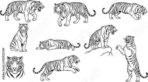 Nine dynamic tiger illustrations in black and white, showcasing roaring, walking, crouching, sitting, leaping, and expressive facial poses.